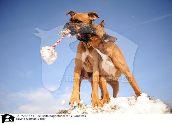 playing German Boxer / YJ-01161