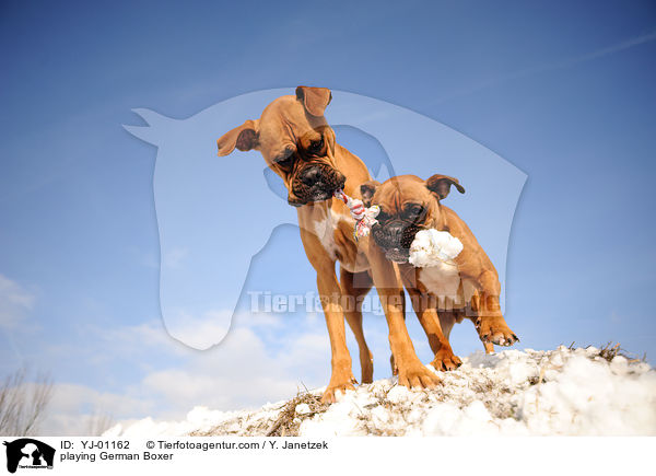 playing German Boxer / YJ-01162