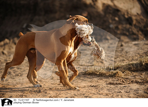 playing German Boxer / YJ-01167