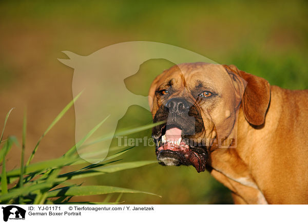 Deutscher Boxer Portrait / German Boxer Portrait / YJ-01171