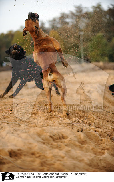 German Boxer and Labrador Retriever / YJ-01173