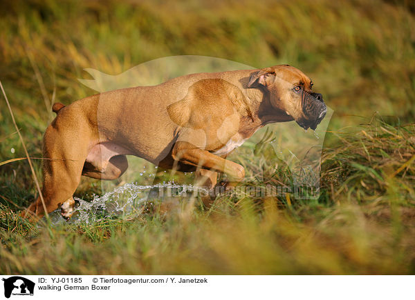 walking German Boxer / YJ-01185