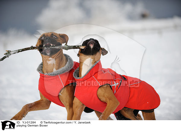 spielende Deutsche Boxer / playing German Boxer / YJ-01284