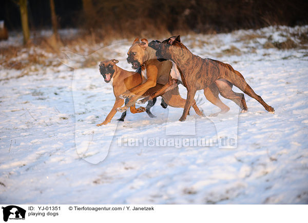 playing dogs / YJ-01351