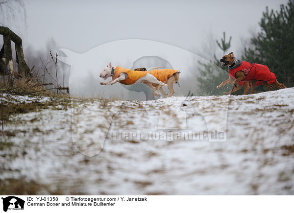 Deutscher Boxer und Miniatur Bullterrier / German Boxer and Miniature Bullterrier / YJ-01358
