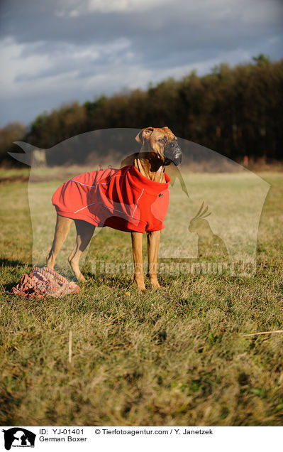 Deutscher Boxer / German Boxer / YJ-01401
