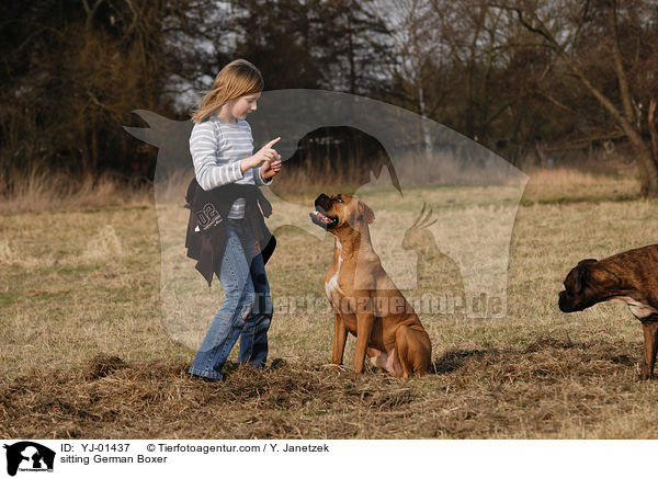Deutscher Boxer macht Sitz / sitting German Boxer / YJ-01437