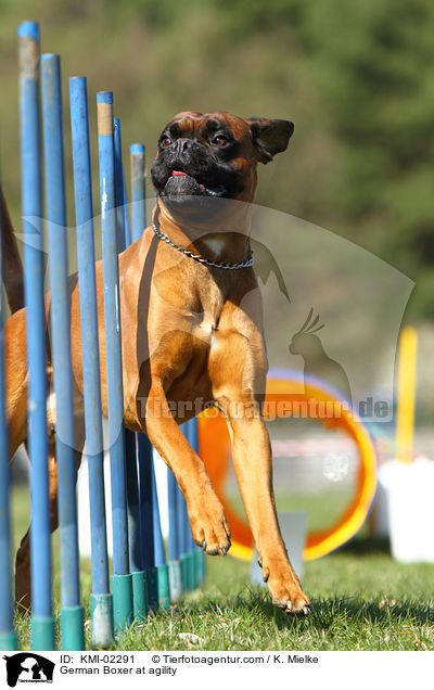 Deutscher Boxer beim Agility / German Boxer at agility / KMI-02291