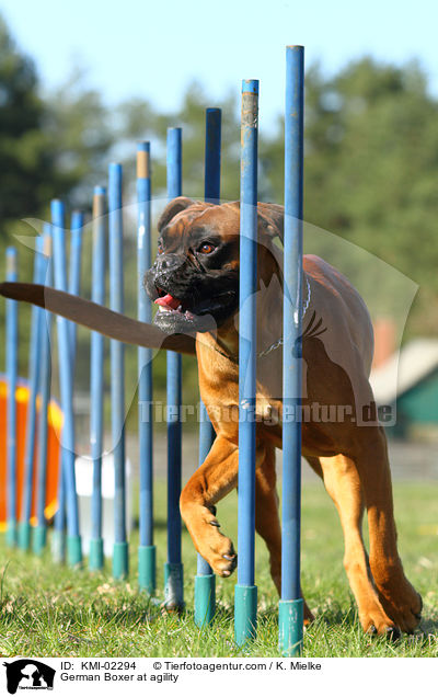 Deutscher Boxer beim Agility / German Boxer at agility / KMI-02294