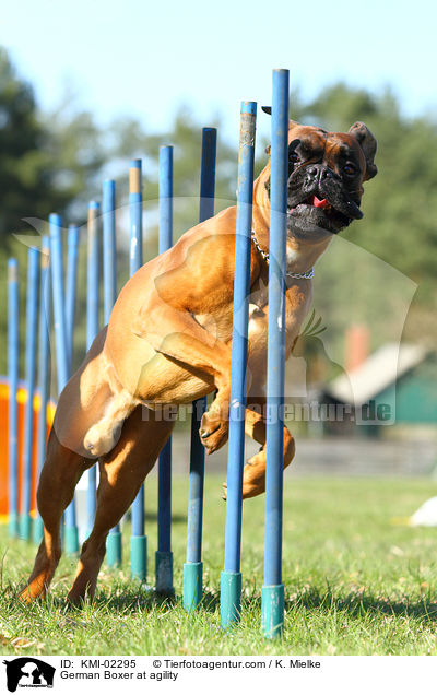 Deutscher Boxer beim Agility / German Boxer at agility / KMI-02295