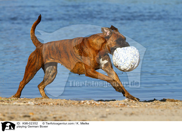 spielender Deutscher Boxer / playing German Boxer / KMI-02352