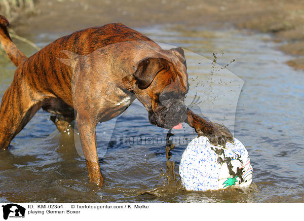 spielender Deutscher Boxer / playing German Boxer / KMI-02354