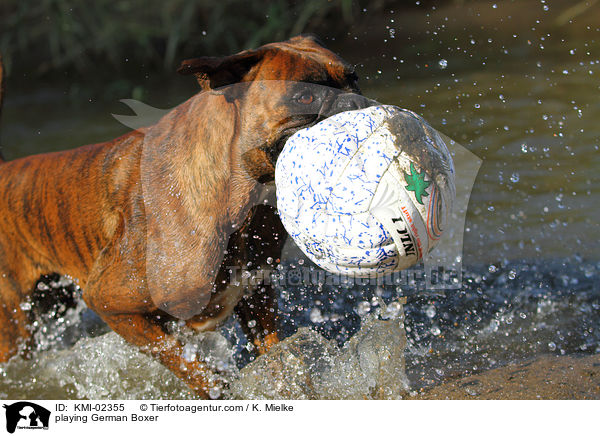 spielender Deutscher Boxer / playing German Boxer / KMI-02355