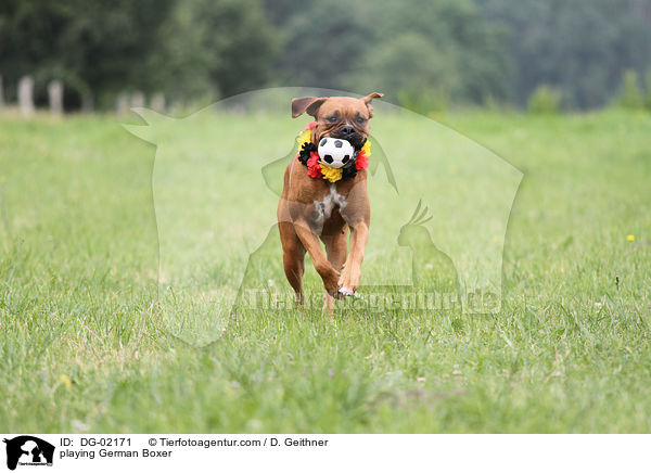 spielender Deutscher Boxer / playing German Boxer / DG-02171