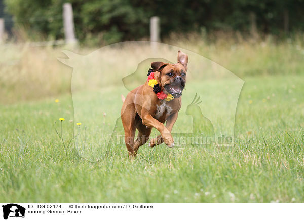 rennender Deutscher Boxer / running German Boxer / DG-02174
