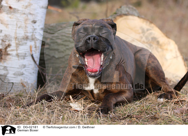 Deutscher Boxer / German Boxer / DG-02181
