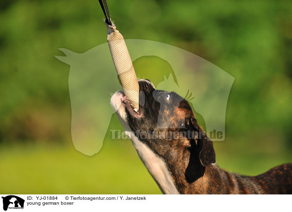 junger Deutscher Boxer / young german boxer / YJ-01884