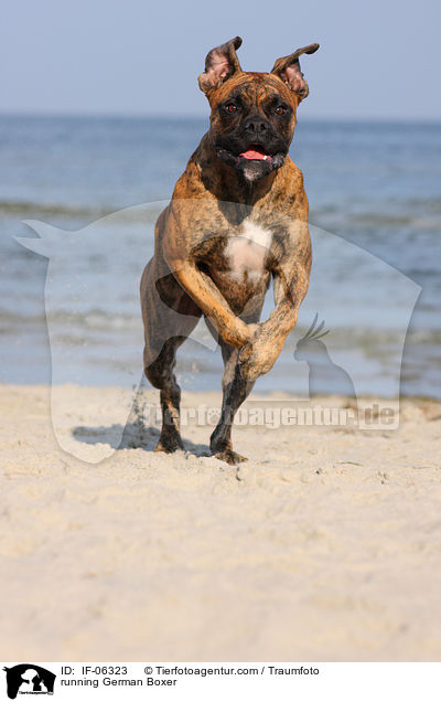 running German Boxer / IF-06323