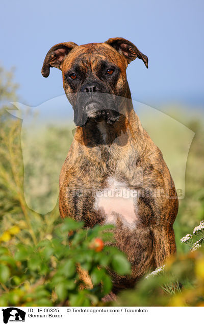 Deutscher Boxer / German Boxer / IF-06325