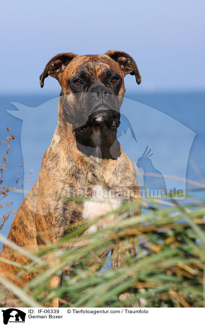 Deutscher Boxer / German Boxer / IF-06339
