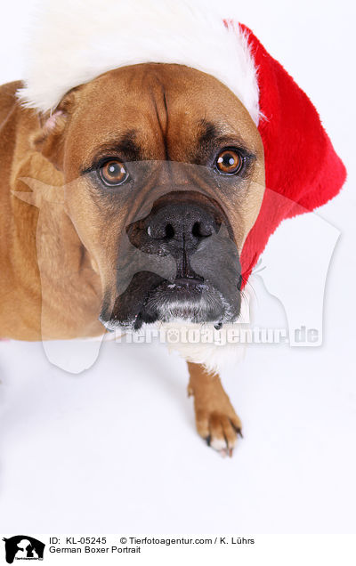 German Boxer Portrait / KL-05245
