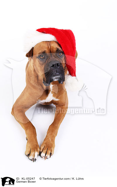 German Boxer / KL-05247