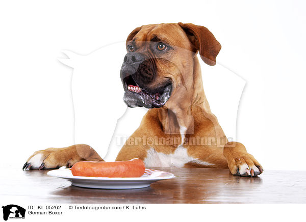 Deutscher Boxer / German Boxer / KL-05262