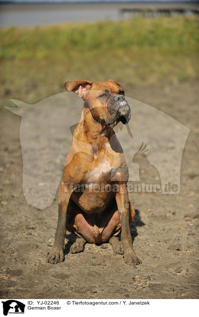 Deutscher Boxer / German Boxer / YJ-02246