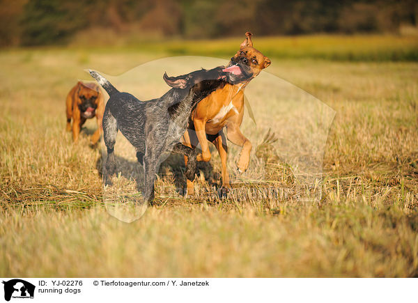 running dogs / YJ-02276