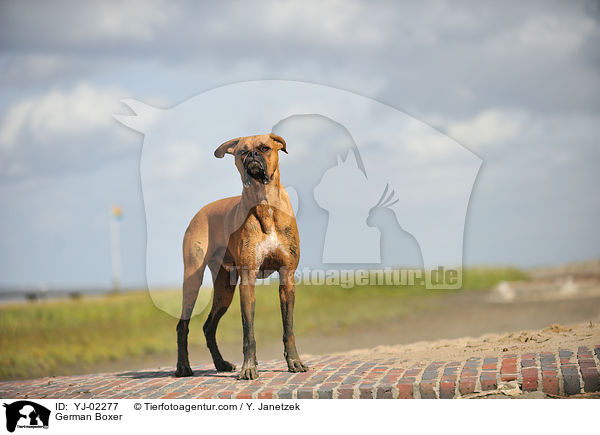 Deutscher Boxer / German Boxer / YJ-02277