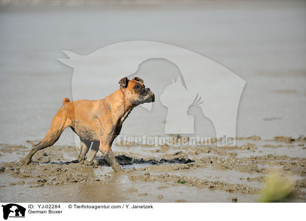 Deutscher Boxer / German Boxer / YJ-02284