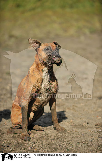 Deutscher Boxer / German Boxer / YJ-02291