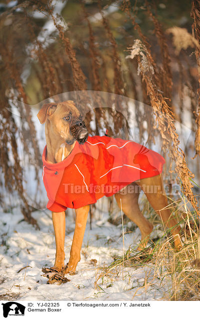 Deutscher Boxer / German Boxer / YJ-02325