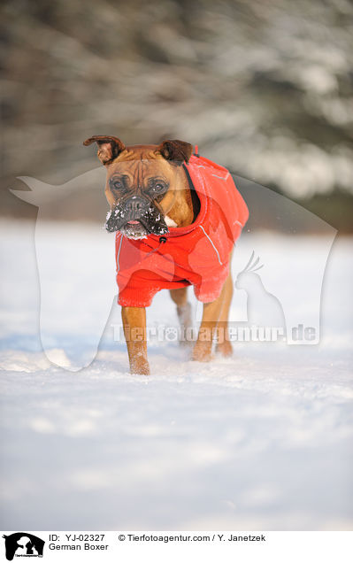 Deutscher Boxer / German Boxer / YJ-02327