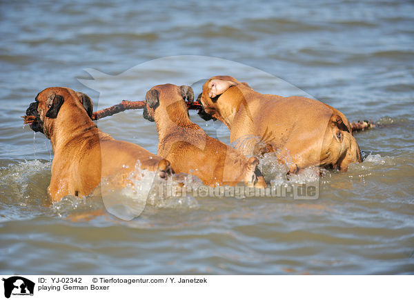 playing German Boxer / YJ-02342