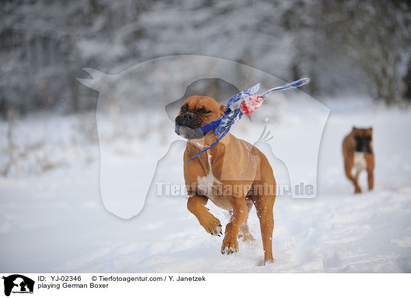 playing German Boxer / YJ-02346