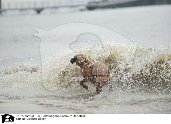 bathing German Boxer / YJ-02403