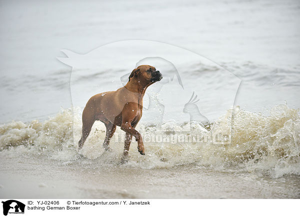 bathing German Boxer / YJ-02406