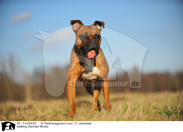 walking German Boxer / YJ-02433