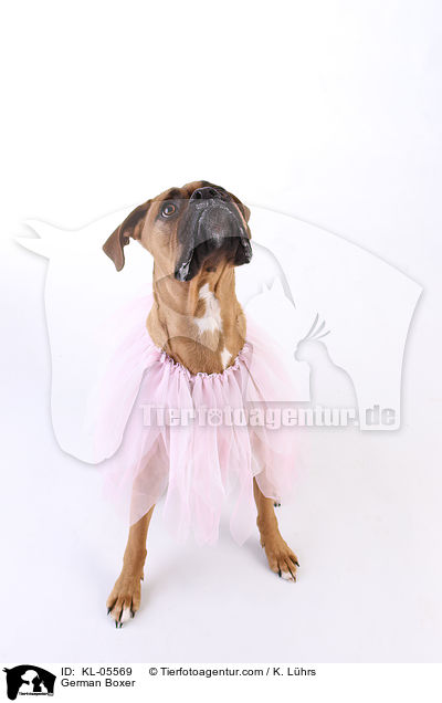 Deutscher Boxer / German Boxer / KL-05569