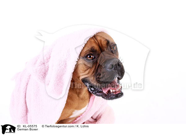 Deutscher Boxer / German Boxer / KL-05575