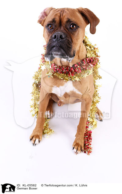 Deutscher Boxer / German Boxer / KL-05582