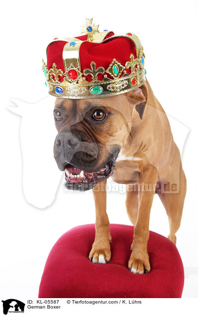 Deutscher Boxer / German Boxer / KL-05587