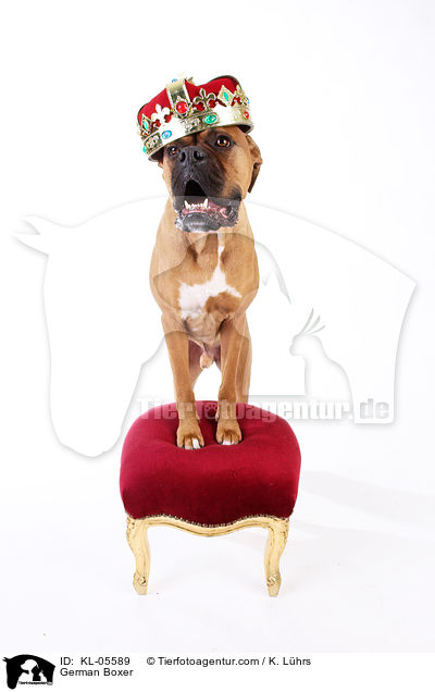 Deutscher Boxer / German Boxer / KL-05589