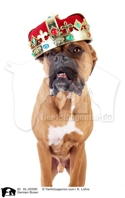 Deutscher Boxer / German Boxer / KL-05590