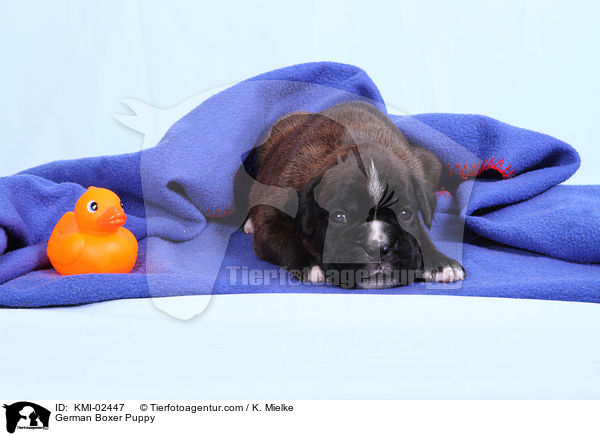 Deutscher Boxer Welpe / German Boxer Puppy / KMI-02447