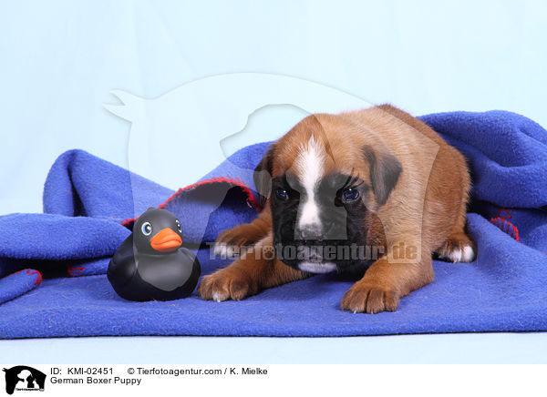Deutscher Boxer Welpe / German Boxer Puppy / KMI-02451