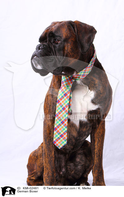 Deutscher Boxer / German Boxer / KMI-02481