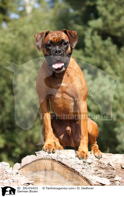 Deutscher Boxer / German Boxer / DG-03423