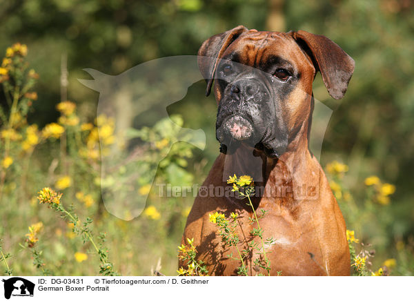 Deutscher Boxer Portrait / German Boxer Portrait / DG-03431